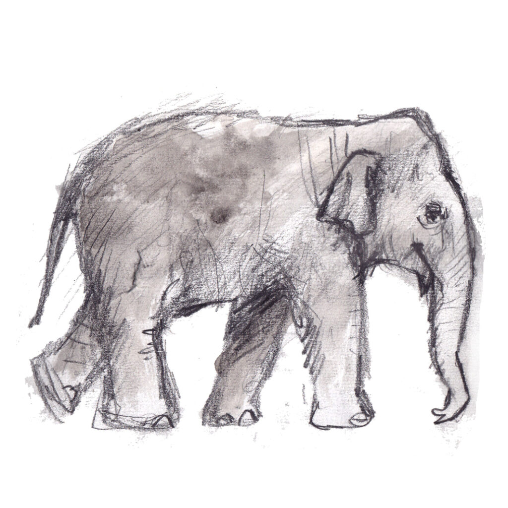 A sketch of an Elephant