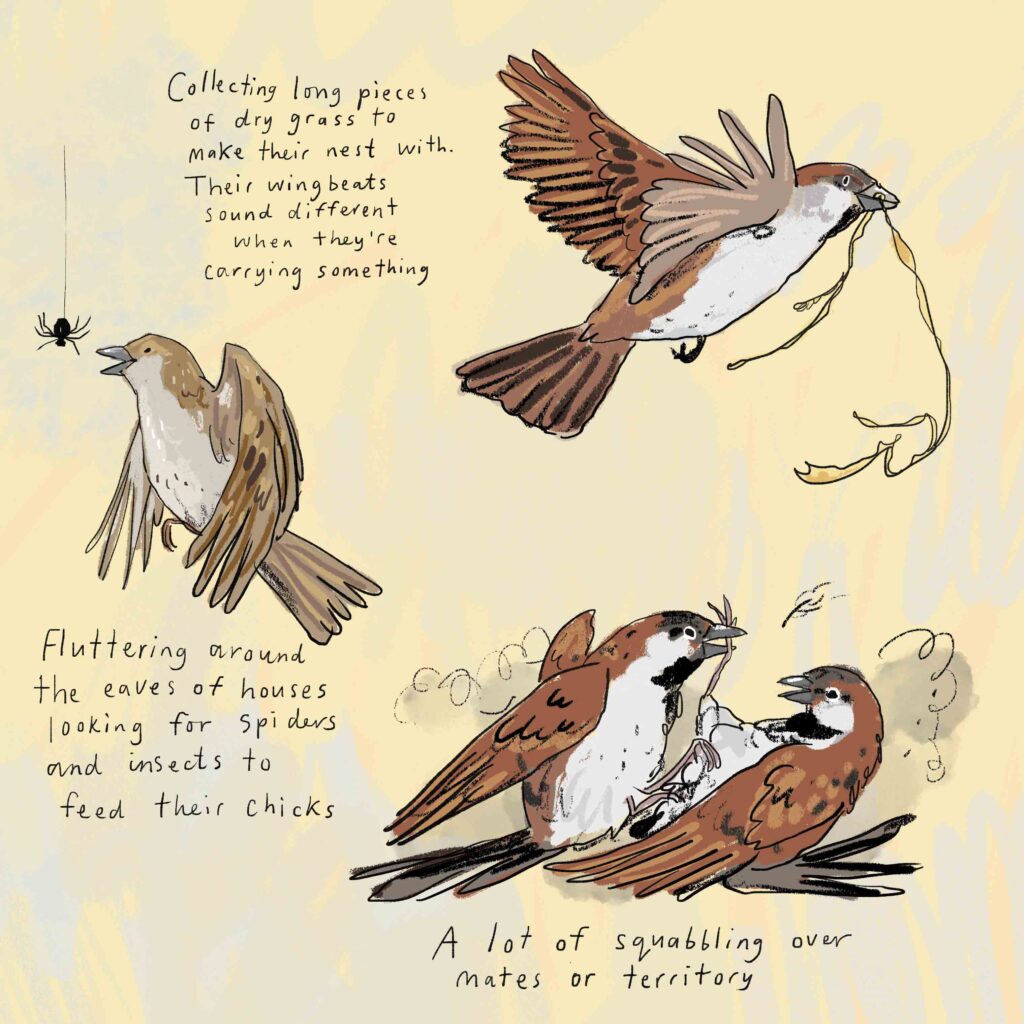 Sparrow illustration