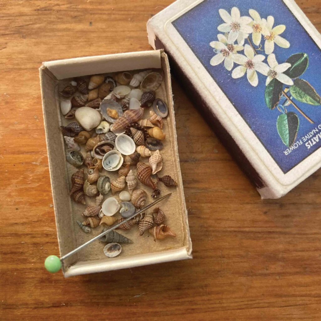 tiny shells
