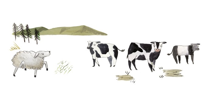 Gecko Press website banner from Annual, a sheep walks near three wide-eyed cows
