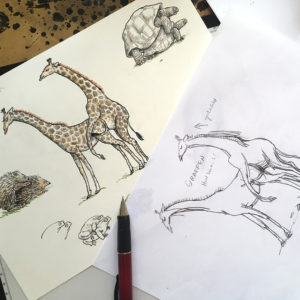 Drawing of giraffes